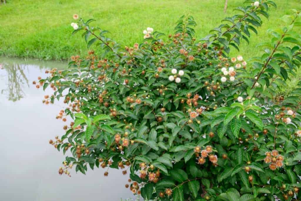 Cephalanthus occidentalis on the banks of a pond.