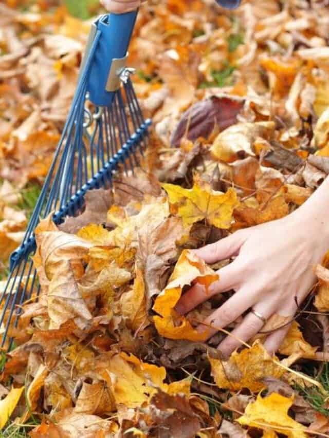 Leave the leaves this fall! Here’s why…
