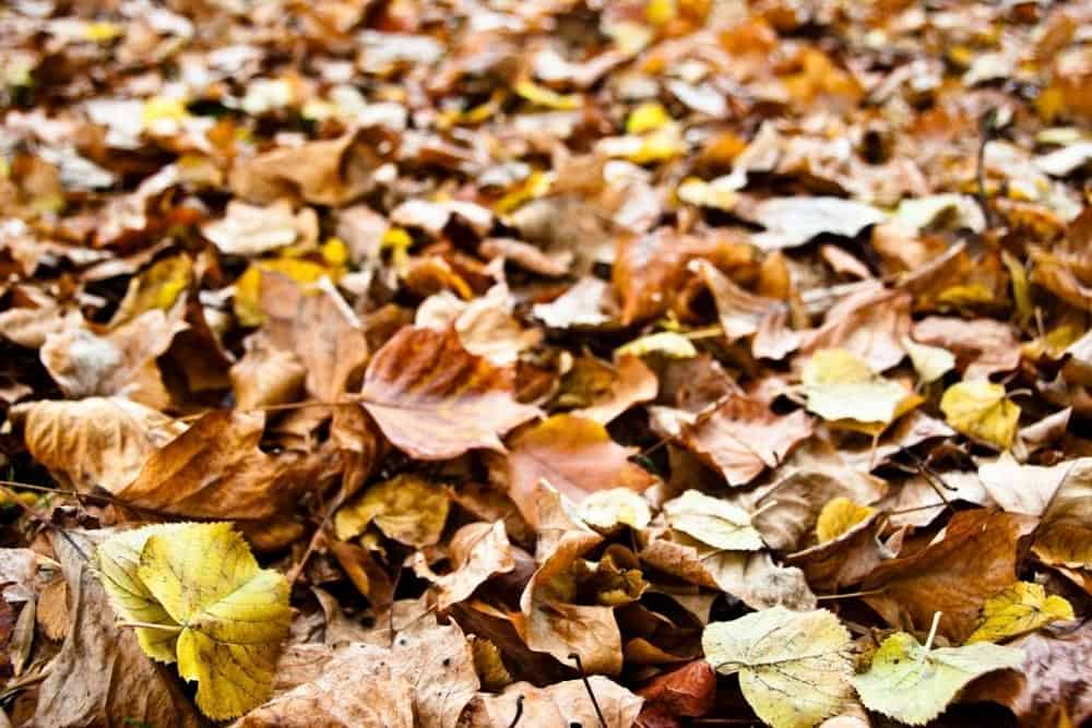 Leaves on ground