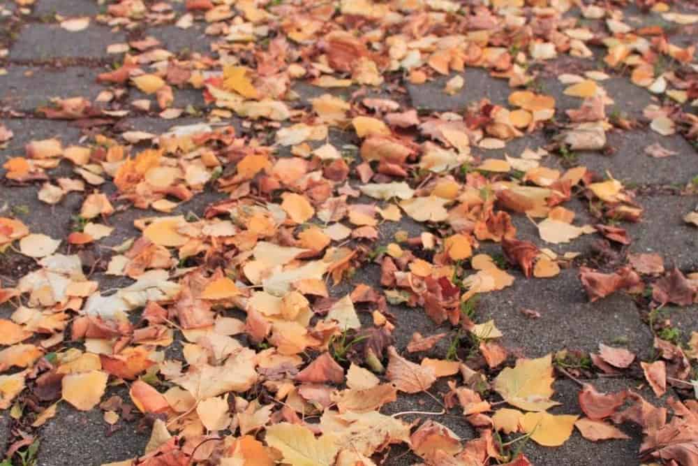 Fall leaves on sidewalk
