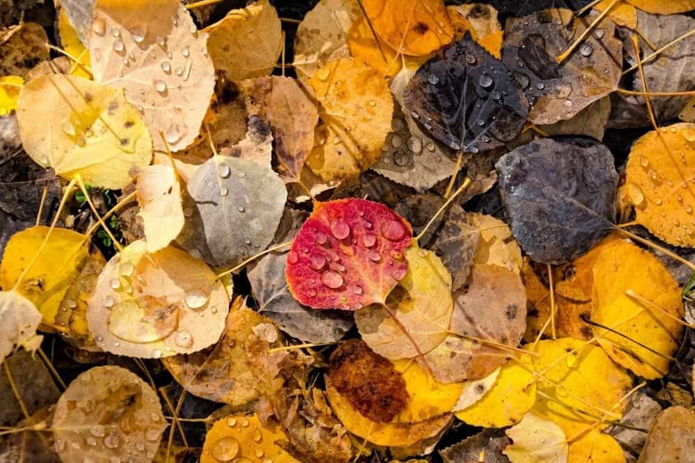 Fall leaves help retain moisture in ground