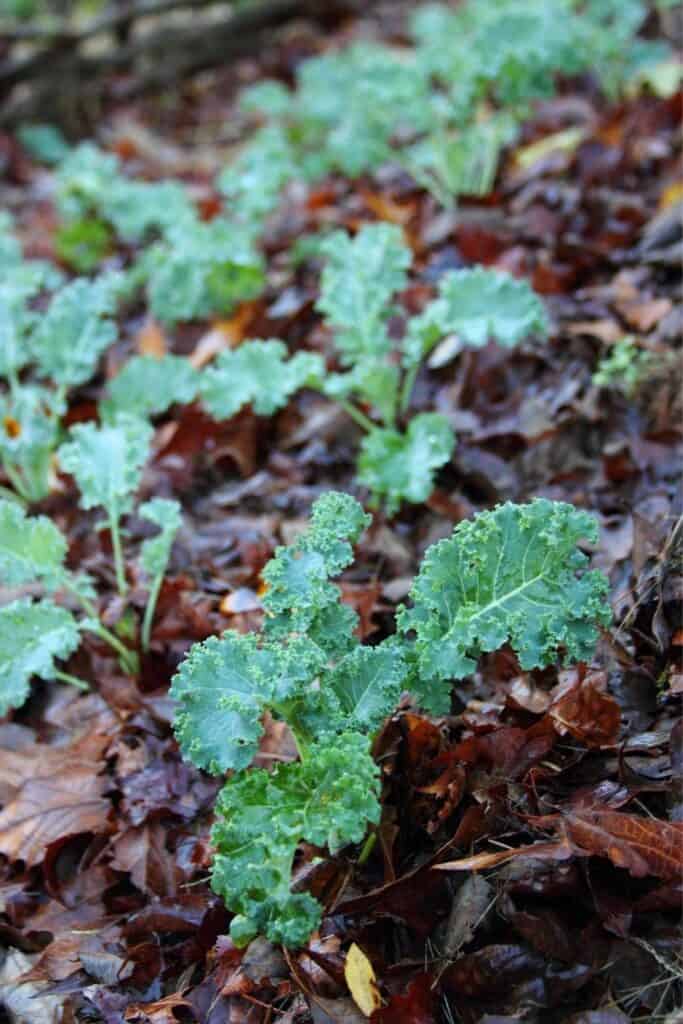 Leaves used as mulch in vegetable bed.