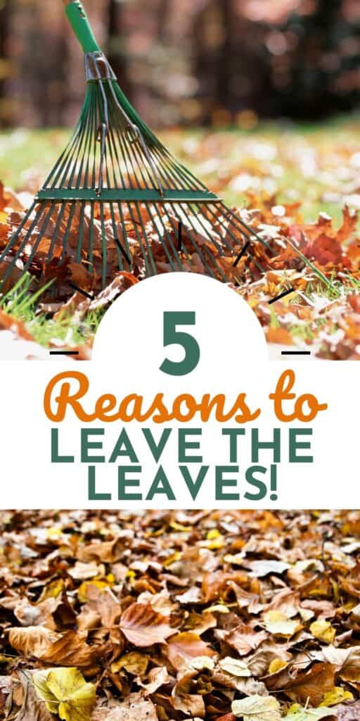 5 reasons to leave the leaves