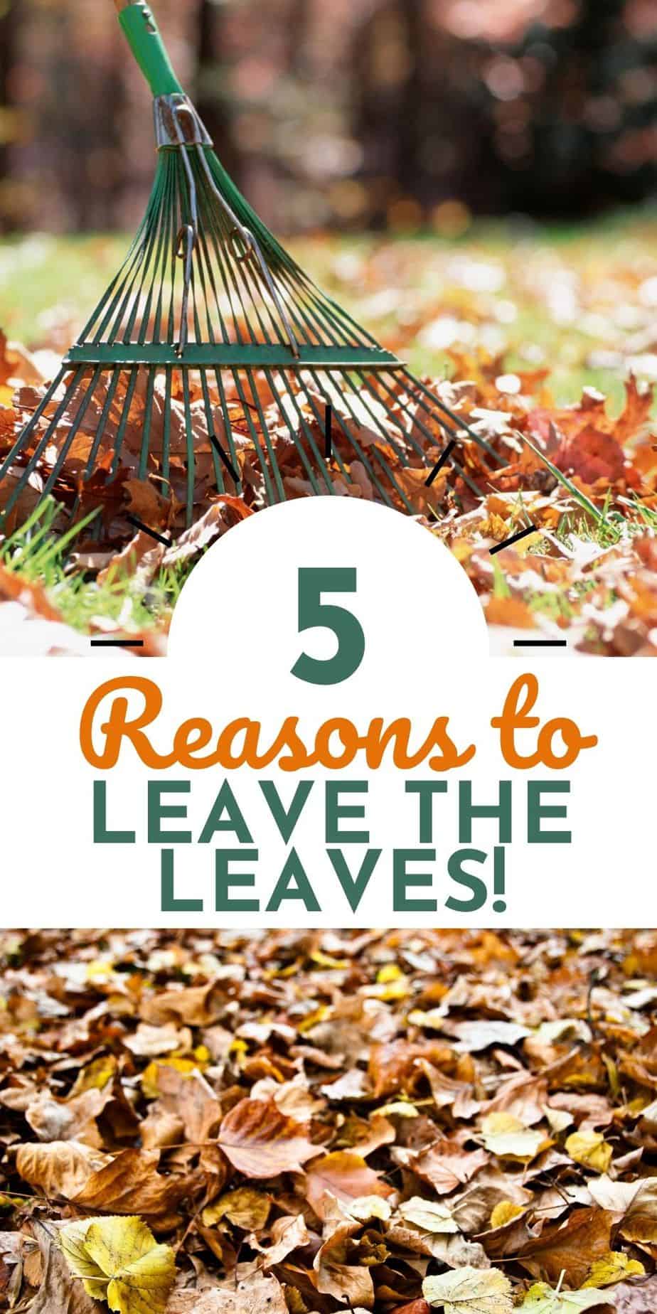 Raking Leaves? 5 Reasons to Not Throw Them Out! - Native Backyards