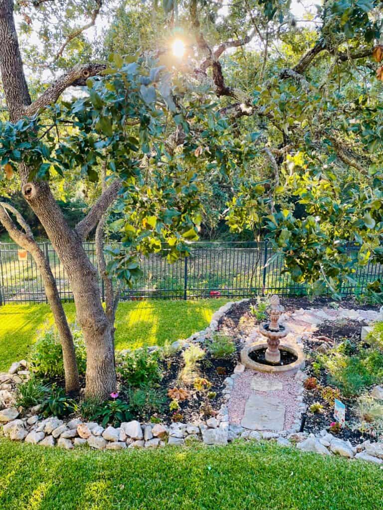 Live oaks in San Antonio, TX