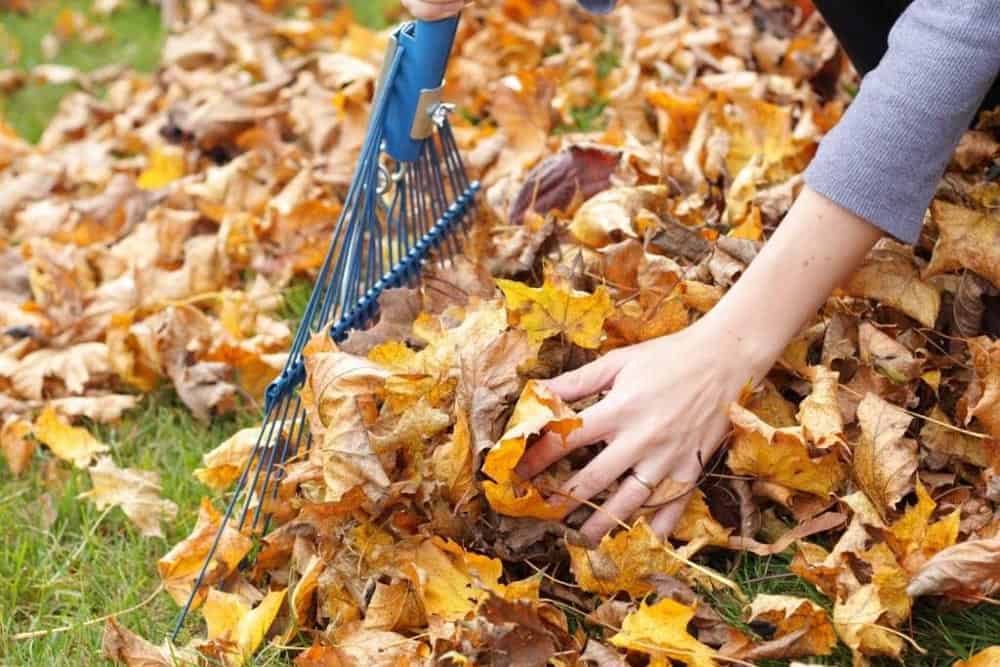 Clear Bags of Fall Leaves with Moisture Inside by Curb with Yard