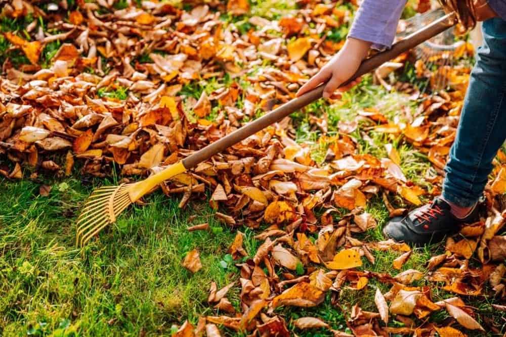 Raking leaves