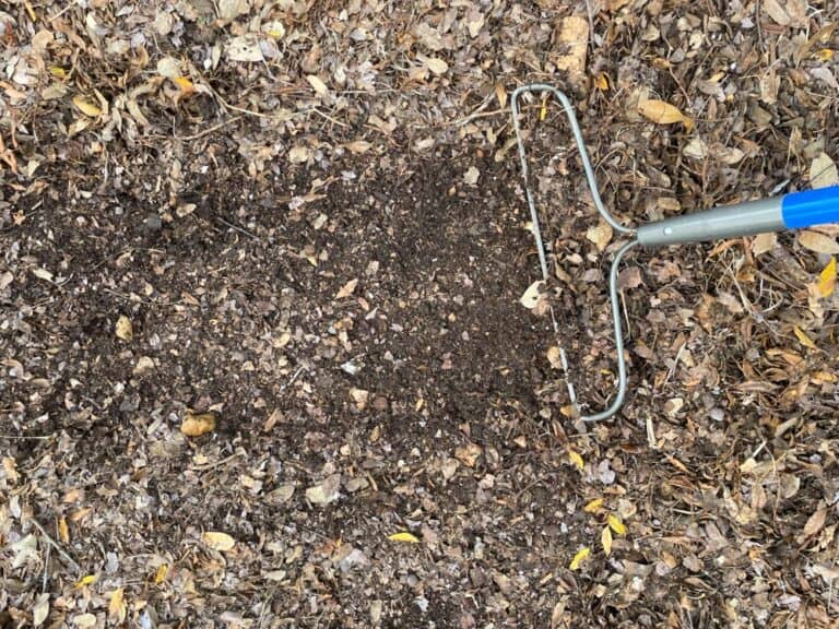 Raking Leaves? 5 Reasons to Not Throw Them Out! Native Backyards