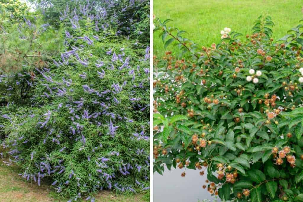 Buttonbush is a good alternative pollinator plant to Vitex, which is a non-native invasive plant in the U.S.