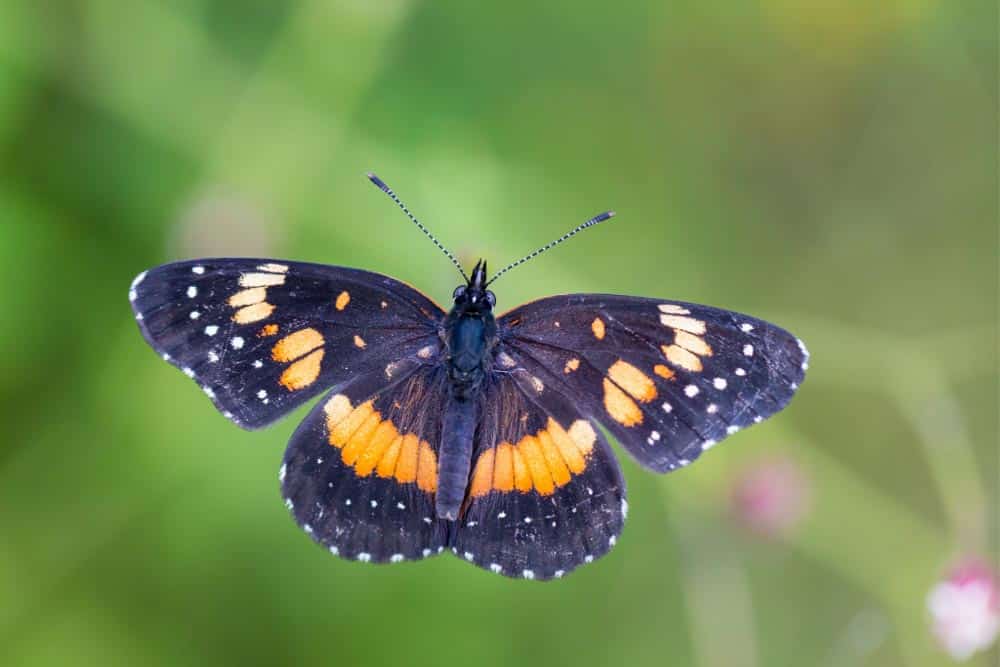 Bordered Patch butterfly