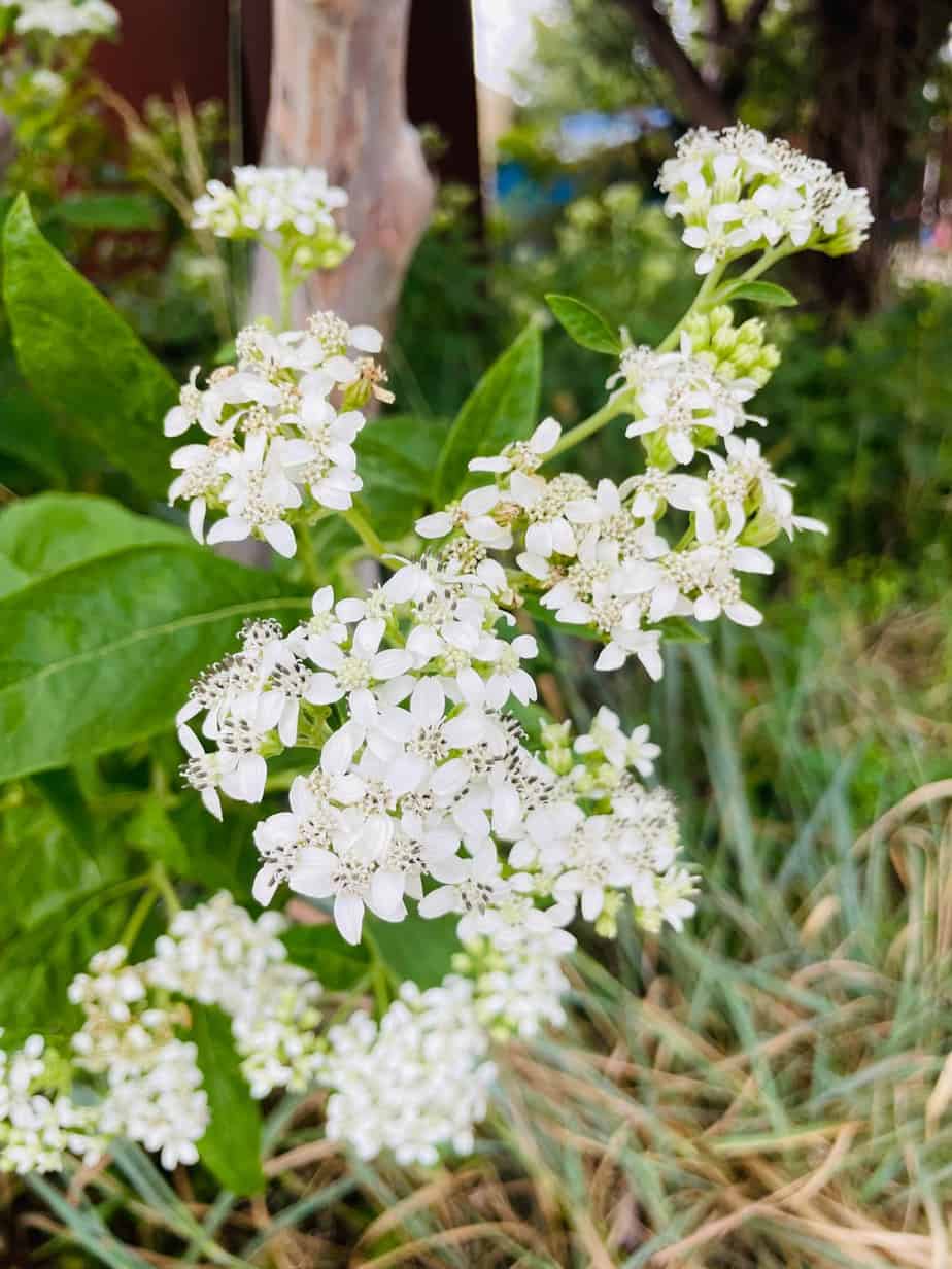 Help Pollinators! Plant Frostweed (Verbesina Virginica) - Native Backyards