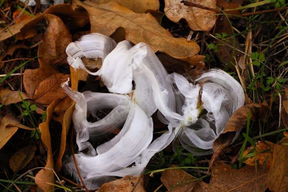 Help Pollinators! Plant Frostweed (Verbesina Virginica) - Native Backyards