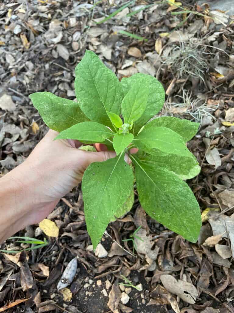 Verbesinia virginica transplant