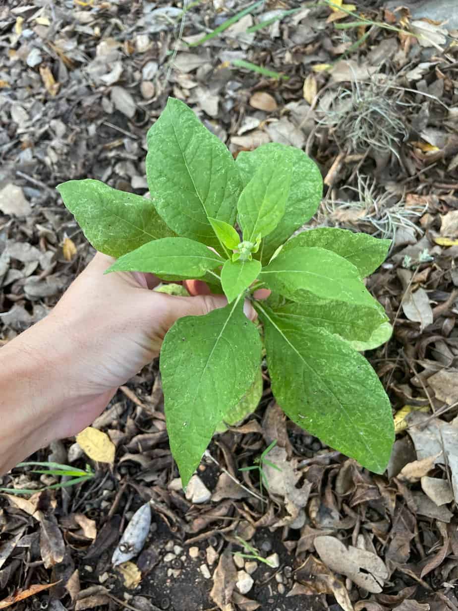 Help Pollinators! Plant Frostweed (Verbesina Virginica) - Native Backyards