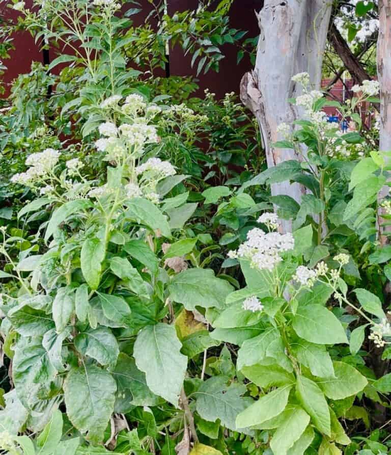 Help Pollinators! Plant Frostweed (Verbesina Virginica) - Native Backyards