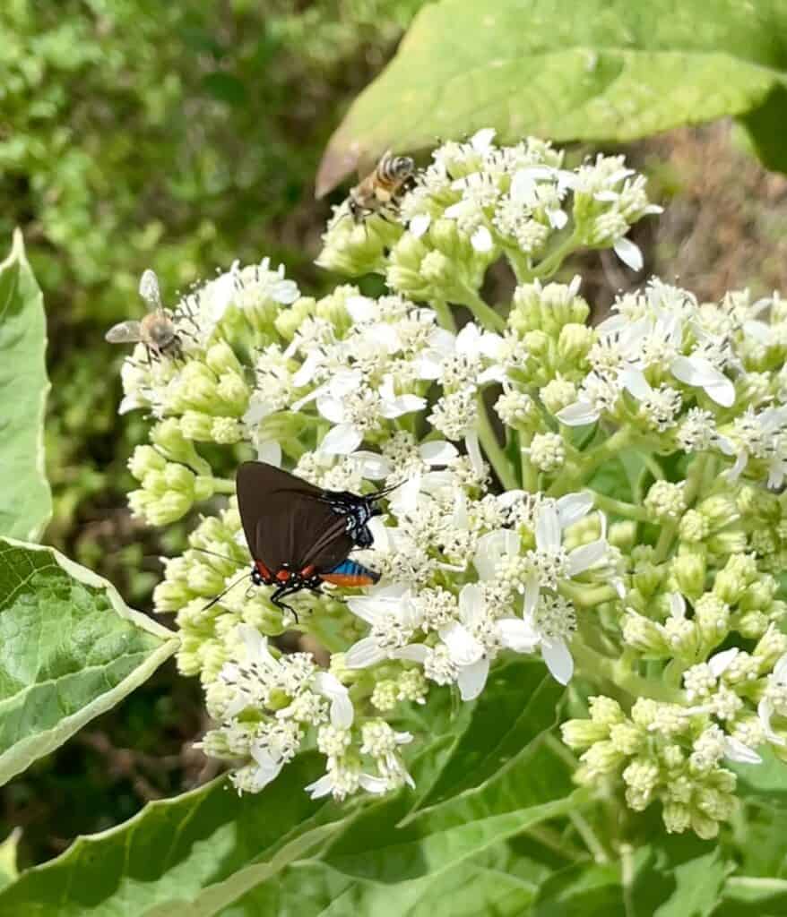 Frostweed flower