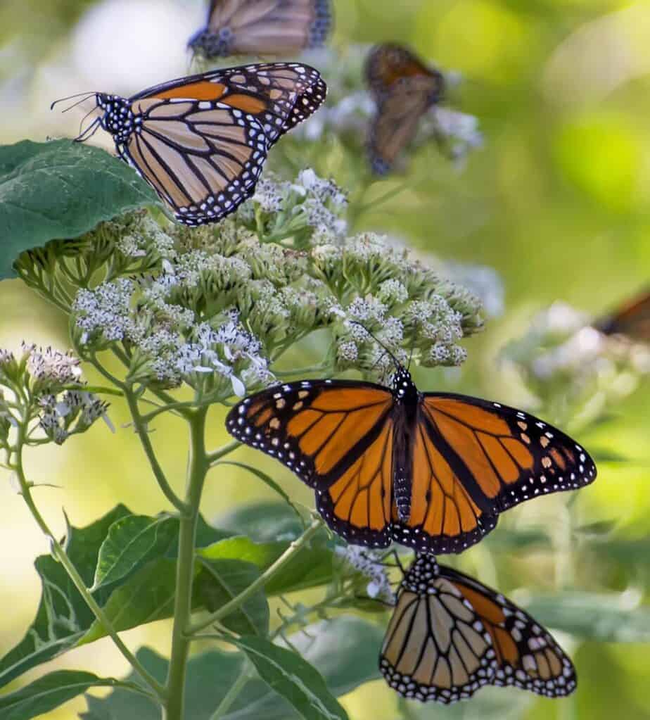 Monarchs on Frost weed