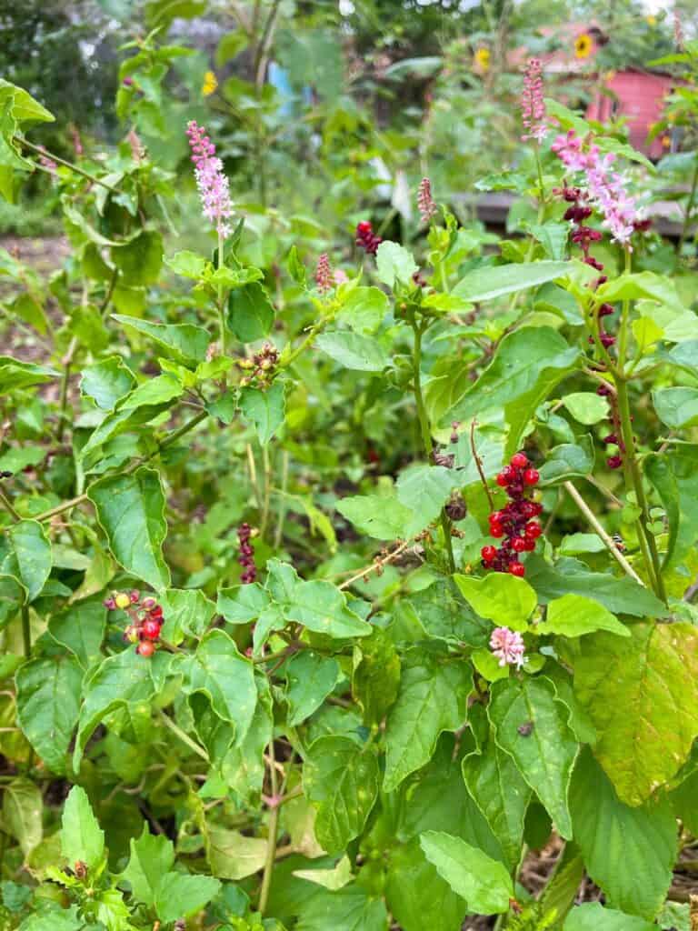 Best plants for shade - Pigeonberry