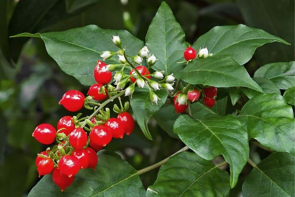 Rivina humilis berries