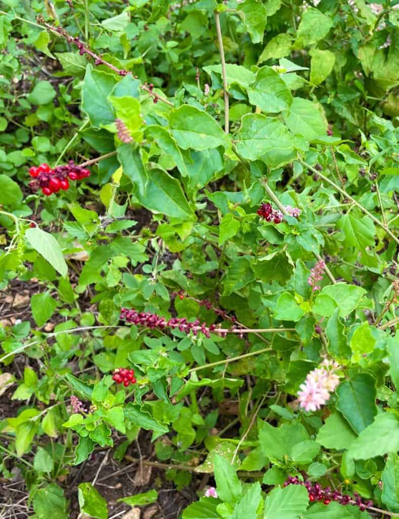 Pigeonberry plant