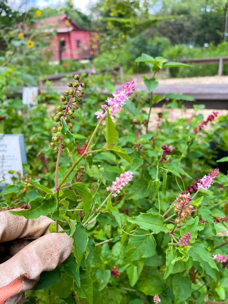 Pigeonberry seeds