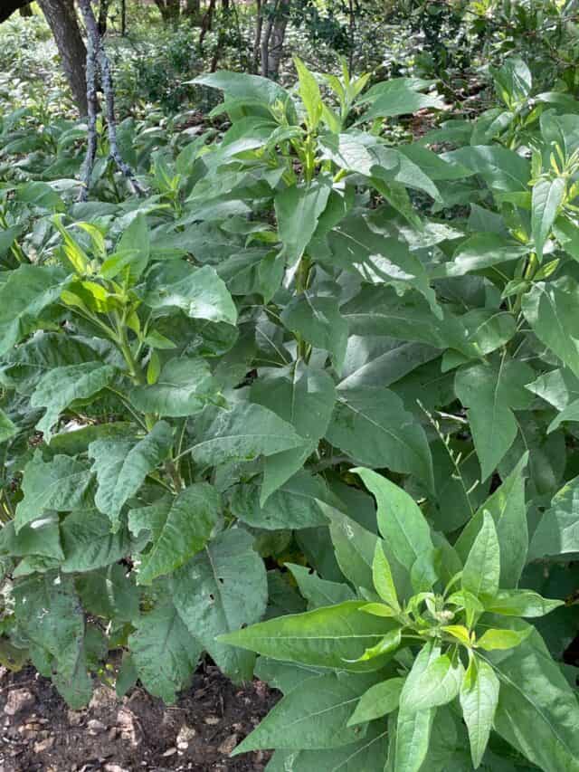 Help Pollinators! Plant Frostweed (Verbesina Virginica) - Native Backyards