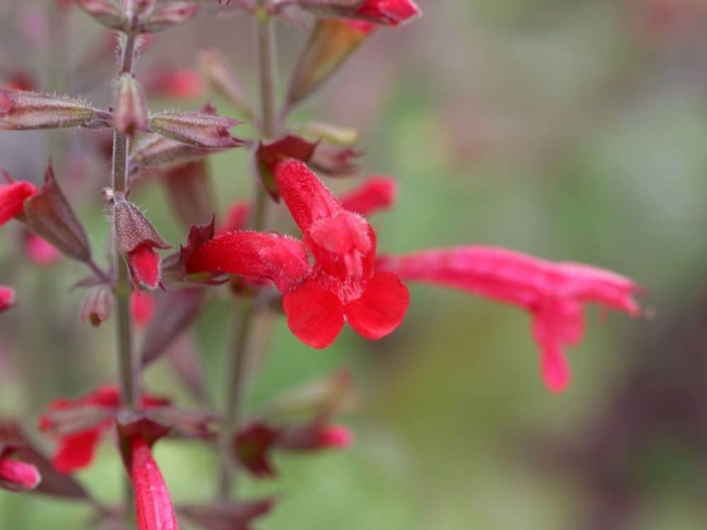 Perennials flowers for shade