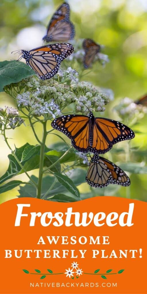 Frostweed fall blooming plant for Monarchs