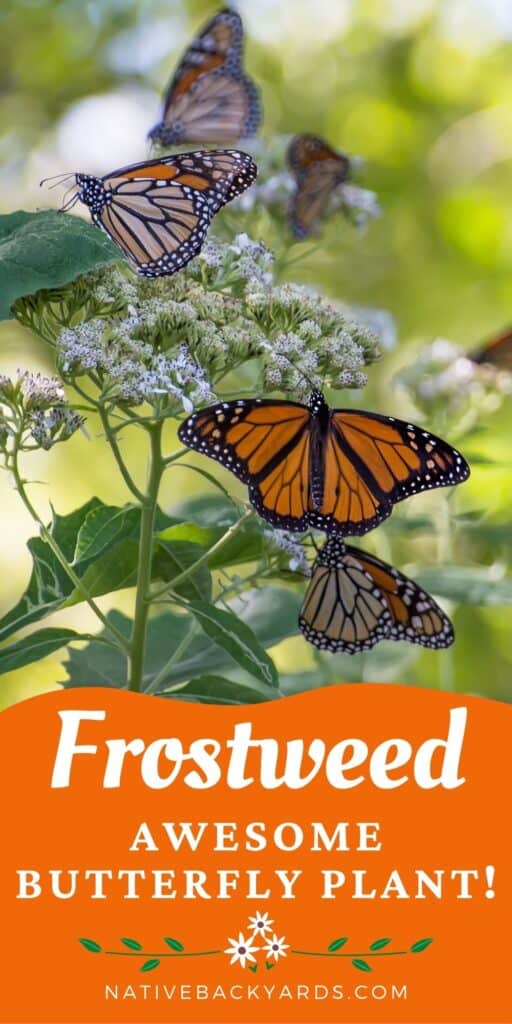 Help Pollinators! Plant Frostweed (Verbesina Virginica) - Native Backyards