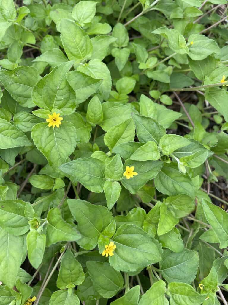 Groundcover for shade - Straggler Daisy