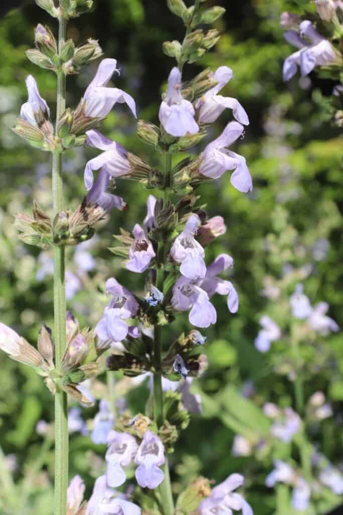 Outdoor shade plants - Lyreleaf sage