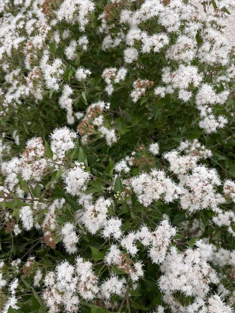 Fragrant white mistflower