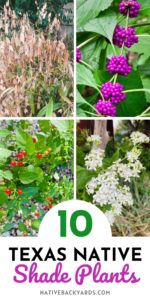 Top 10 Texas Shade Plants - Native Backyards