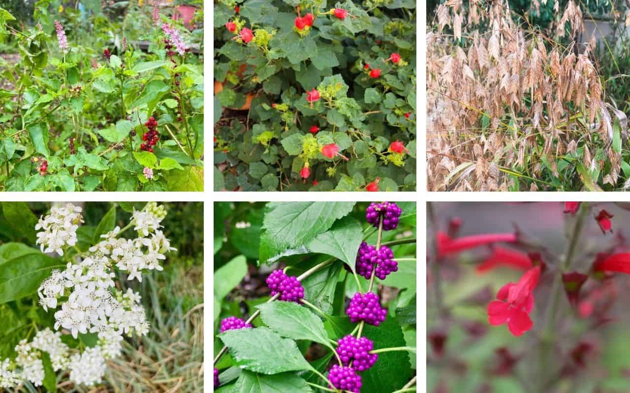 Top 10 Texas Shade Plants Native Backyards