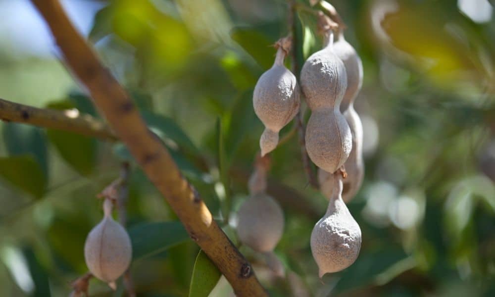 round seed pods trees texas