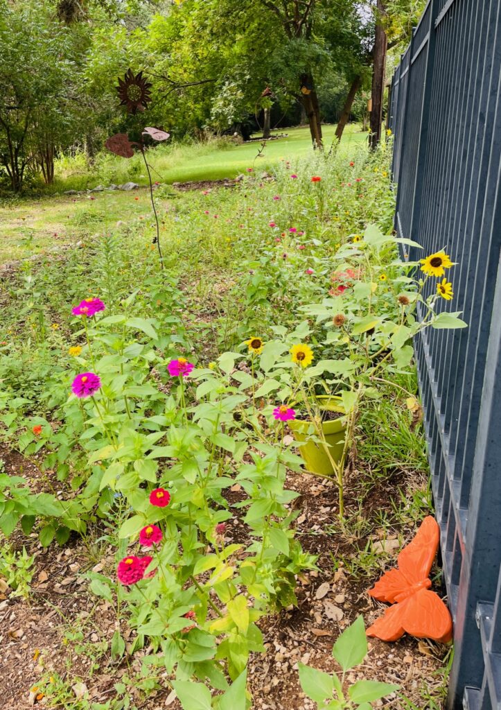 Texas wildflower garden