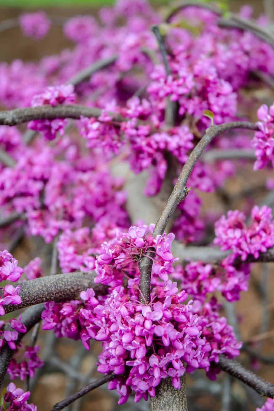 Bright color of rosy pink flowers on Texas Redbud tree