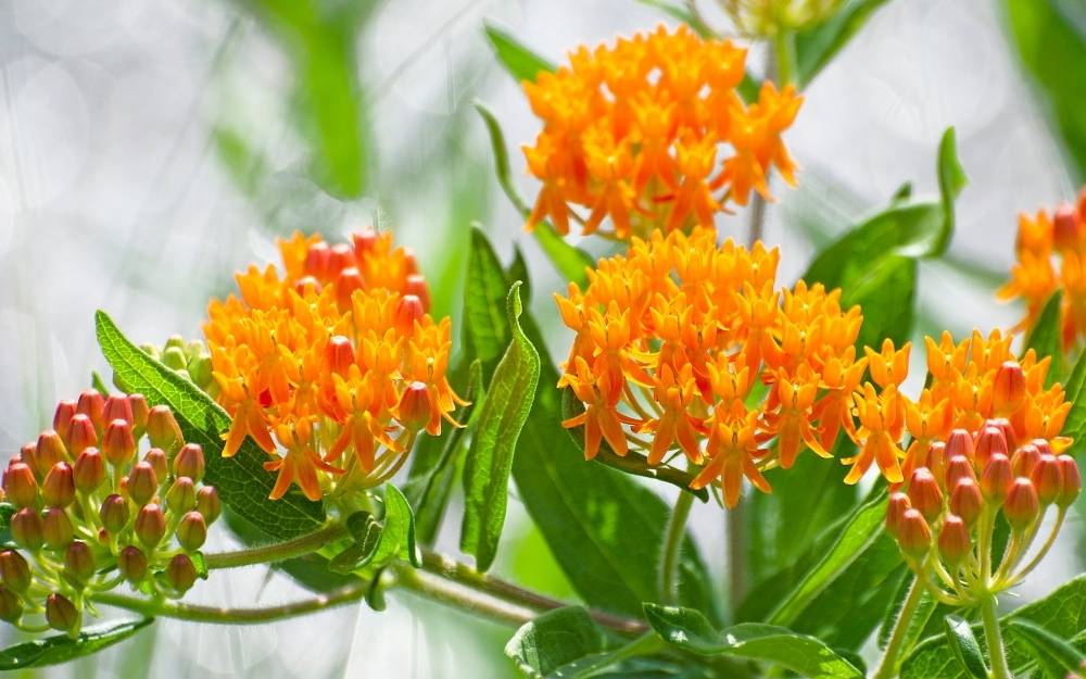 Monarch host plant - Butterfly Weed