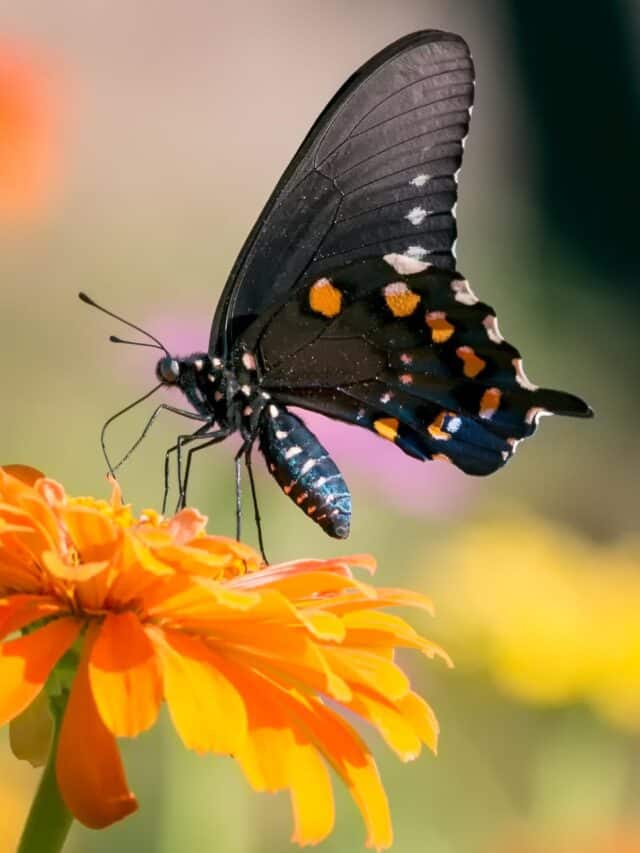 Butterflies and Their Host Plants! Native Backyards