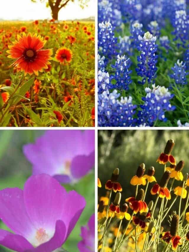 Top 10 Spring Wildflowers