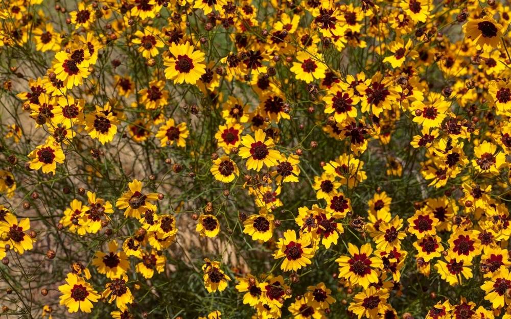 Roadside flowers of Texas - Plains Coreopsis