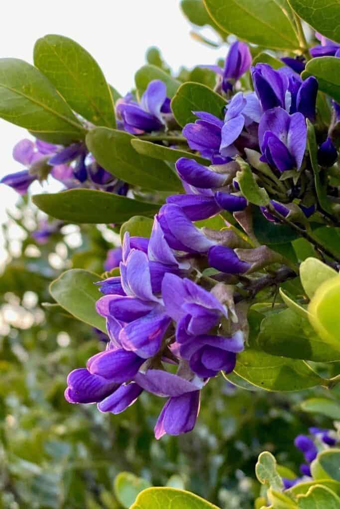 Lavender blooms of TX Mountain Laurel