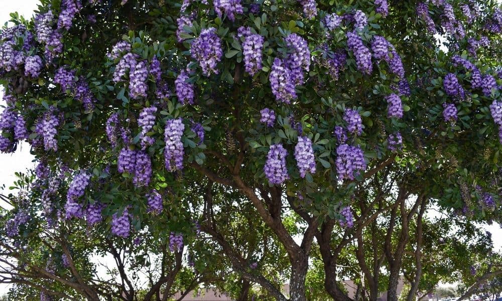 Texas Mountain Laurel - Evergreen shrubs for south Texas