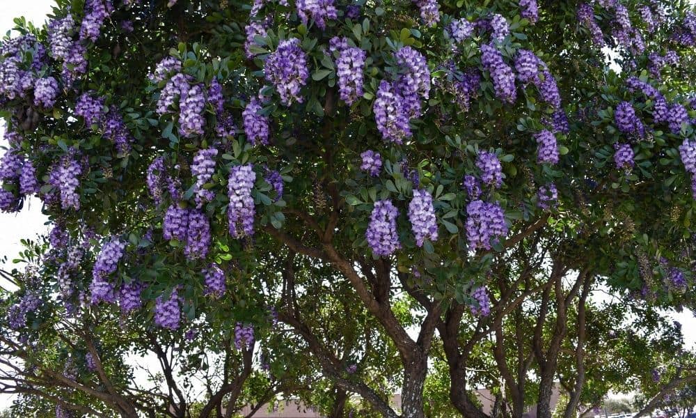 Sophora secundiflora