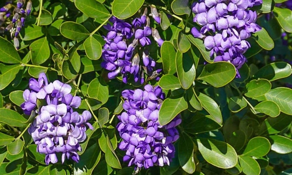 Texas Mountain Laurel flowers