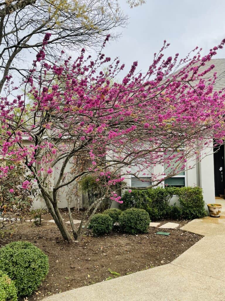 eastern redbud tree in summer