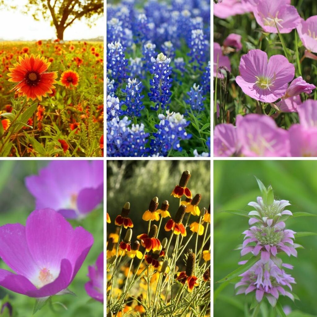 Common Texas Wildflowers