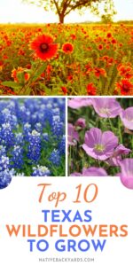 Top 10 Texas Wildflowers to Grow - Native Backyards