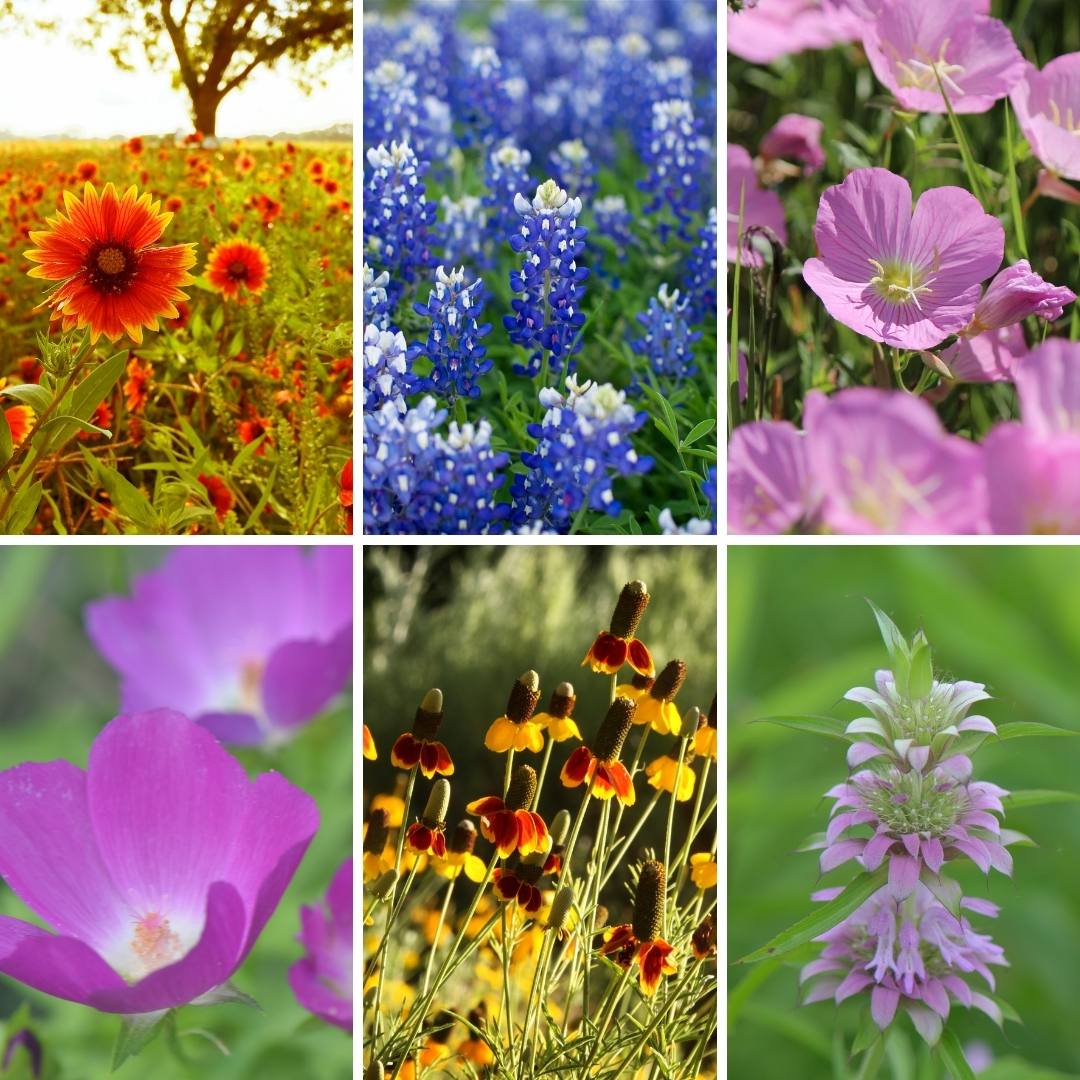 Top 10 Texas Wildflowers to Grow Native Backyards