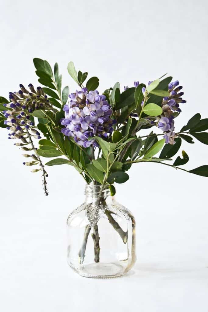 Mountain Laurel blooms in a vase